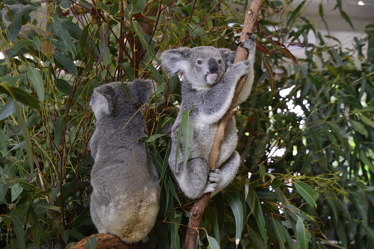 Two koalas on the tree at Lone Pine Koala Sanctuary