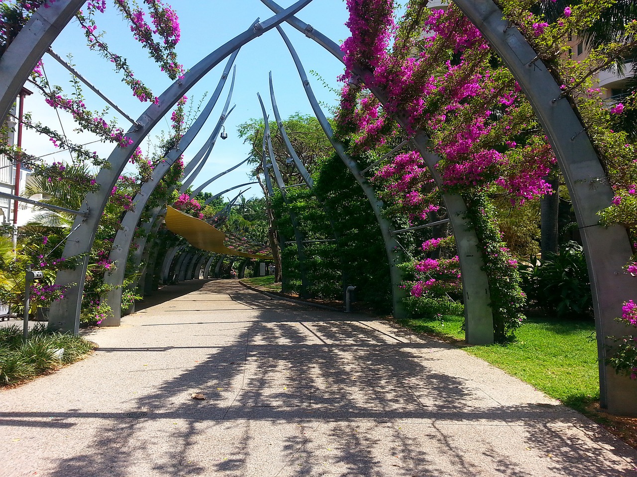 South Bank Parklands with purple flowers 